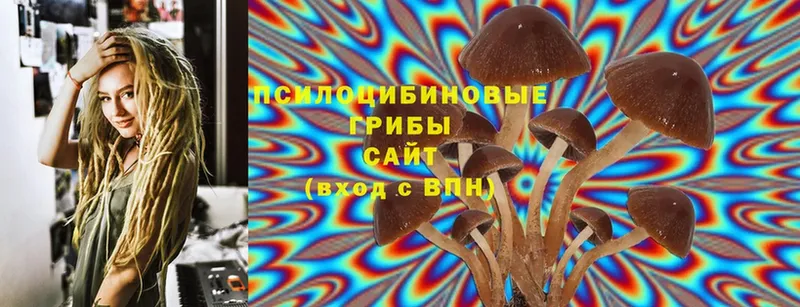 Галлюциногенные грибы Psilocybine cubensis  Старая Русса 